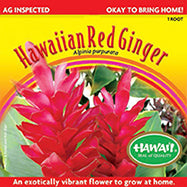Plant - Hawaiian Red Ginger Bulb – GIN-1 - Live Alpinia Purpurata Root