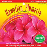 Plumeria Cutting – PC-12 - Dark Pink (Donald Angus), Live Plumeria from Maui