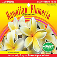 Plumeria Cutting – PC-3 - Yellow (Celadine), Live Plumeria from Maui