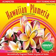Plumeria Cutting – PC-7 - Rainbow (Lei Plantation), Live Plumeria from Maui