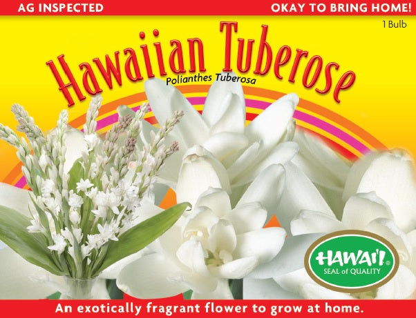 Hawaiian Tuberose Bulbs – TB-8 - Fragrant Tropical Flower Bulbs from Maui