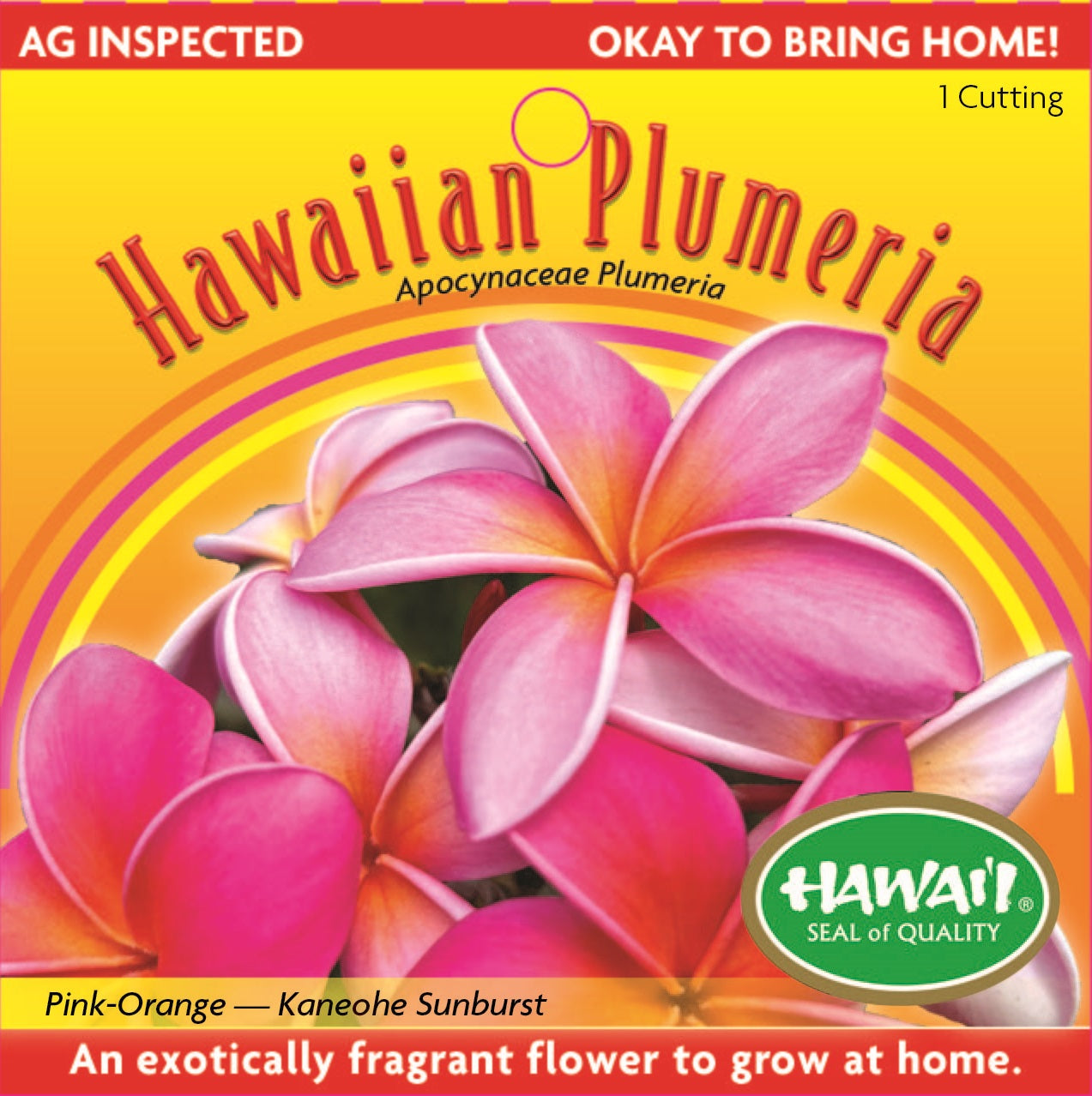 Plumeria Cutting – PC-13 - Pink Orange (Kaneohe Pink), Live Plumeria from Maui