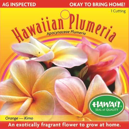 Plumeria Cutting – PC-2 - Kimo Orange, Live Plumeria from Maui