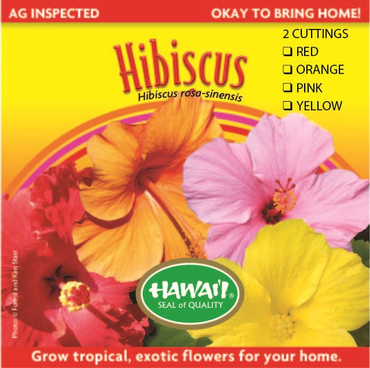 Plant - Hibiscus Cuttings Assorted 2 Pack – HIB-MIX - Live Tropical Hibiscus from Maui