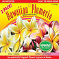 Plumeria Cutting – PC-37 -2 Pack- Yellow and Rainbow, Live Plumeria from Maui
