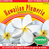 Plumeria Cutting – PC-8 - White (Samoan Fluff), Live Plumeria from Maui