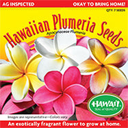 Plant - Seed - Hawaiian Plumeria Seeds (5 Pack) – PS-Asst - Tropical Frangipani Seeds from Maui
