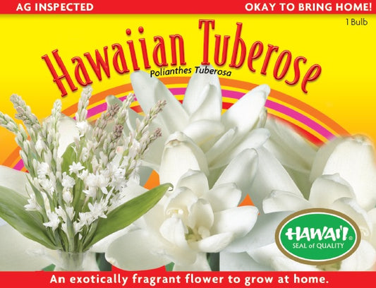 Plant - Hawaiian Tuberose Bulbs – TB-8 - Fragrant Tropical Flower Bulbs from Maui