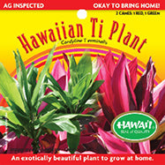 Ti Leaf Seedling in Pot – TI-RED - Red Hawaiian Ti Plant from Maui